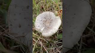 Mushroom n°: 28 #nature #garden #insects #mushroom