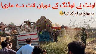 Huge Camel Almost Killed This Man During Loading  Camel Kicks Back | Eid ul Adha 2024 #eid #camel