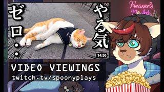 Video Viewings - Animals!!