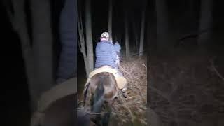 Coon hunting off jumping mules with the kids #coonhunting #horse #hoofnhound #coonhunting #dog