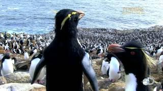 March of the Penguin Cams | Penguins: Waddle All the Way