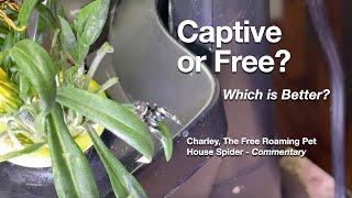 Charley The Free Roaming Jumping Spider - commentary