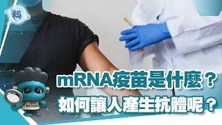 mRNA疫苗是什麼？如何讓人產生抗體呢？【發現科學】