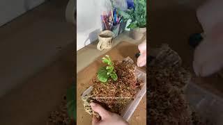 Посадить папоротник на кору — как вам такое?  Пробовали когда нибудь? #platycerium #plants