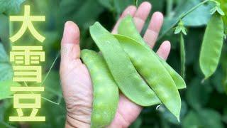 【种雪豆】大豆苗 大雪豆 Oregon giant snow peas，高产矮藤. 种植要点：how to 选种/播种/施肥/采摘/留种/套种.