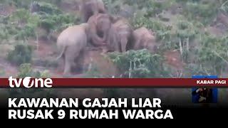 Kawanan Gajah Liar Masuk Permukiman di Lampung | Kabar Pagi tvOne