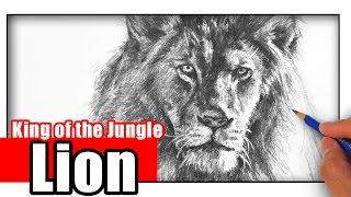 How to Draw a Lion with Pencil