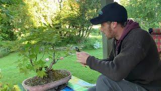 Norway Maple Bonsai -  A Restart