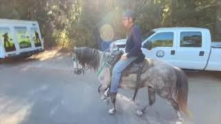 Grey Rocky Mountain Horse - Gaited Pleasure Horses