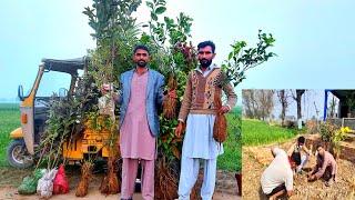 پھل دار پودے لگا My Garden