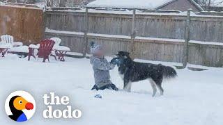 Rescue Husky Sees Snow For First Time | The Dodo