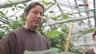 Nützlingseinsatz im botanischen Garten in Leipzig