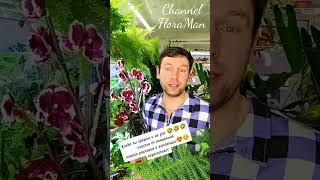 Много тут грешников ? #plants #садоводничество #цветы #обзорорхидей #orchid #цветыдлядома