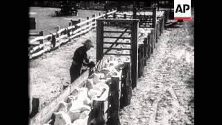 Sheep Shearing