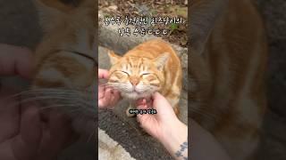 봐도봐도 충격적인 치즈 고양이 종특 수준 ㄷ ㄷ