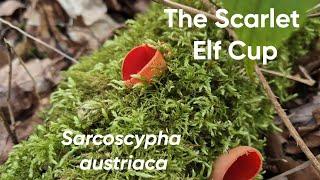 HOW TO FIND THE SCARLET ELF CUP MUSHROOM!