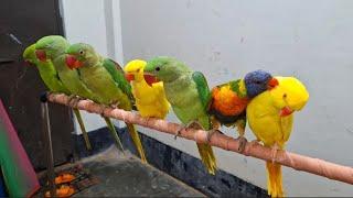 Funny ringneck parrot videos