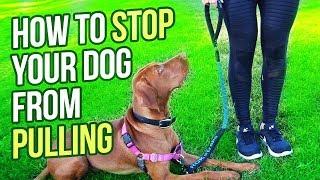 HOW TO STOP YOUR DOG FROM PULLING