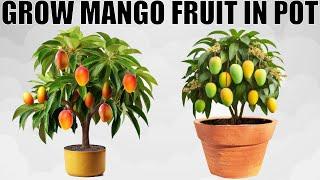 HOW TO GROW A MANGO TREE IN POT | WITH FULL UPDATES