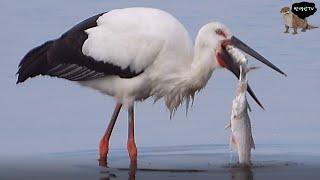 와!! 황새가 이렇게 큰 물고기를..ㄷㄷ Korean stork is Catch the lurch fish