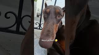 So you STILL want a Doberman? Get ready for... #doberman #rescuedog #funny