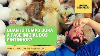 QUANTO LIBERAR OS PINTINHOS | por quanto tempo de ser a fase incial dos pintinhos | FASE INICIAL