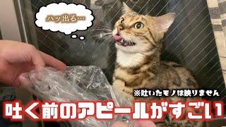 おしゃべり猫の吐く前兆〜吐くまでの一部始終