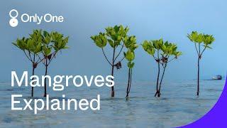Mangroves Explained | Roots of Hope | Only One