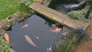 Christmas Eve at the Koi Pond, Merry Christmas 