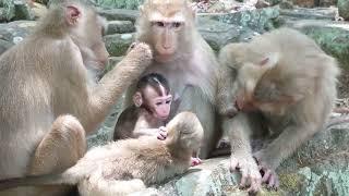 Really meaningful relaxing time for Beloved monkey family