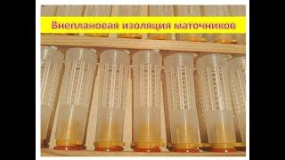 Внеплановая изоляция маточников