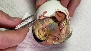 One CHICK that does not make it! Egg Incubator World