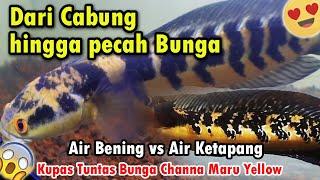 PROGESS CHANNA MARU | DARI CABUNG HINGGA PECAH BUNGA DENGAN AIR BENING VS AIR KETAPANG, BAHAS TUNTAS