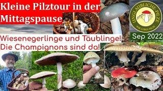 Kleine Pilztour in der Mittagspause - Wiesenchampignons & tolle Täublinge - Pilztraum im Sept 2022