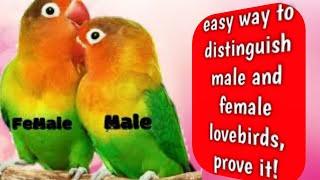 How To Difference Male and Female Love birds