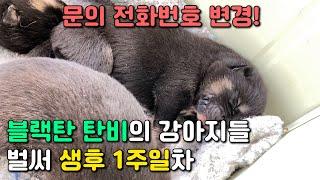 어느덧 태어난지 1주일째를 맞이한 진돗개 블랙탄 탄비의 아이들