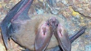 Oregon bats compete to win beauty contest for third year