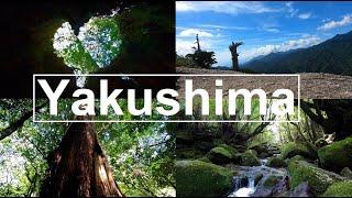 Healing Yakushima: Thousand Years Old Cedar Trees, Princess Mononoke's Forest,...