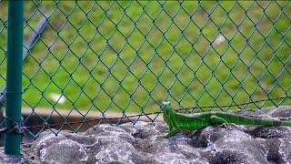 What you should know about invasive green iguanas