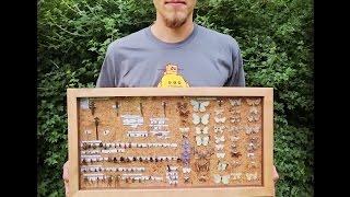 DIY insect collection case