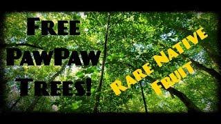 Free PawPaw Tree | Digging Up Wild PawPaw Trees