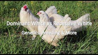 Dominant White vs Recessive White in Chickens | Genetics, Breeding, Differences & More