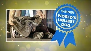 World's ugliest dog has been crowned