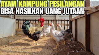 TERNAK AYAM SEPERTI INI PASTI UNTUNG