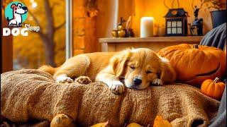 Calming Music for DogsStressed Dog ReliefReduce Separation Anxiety with Dog Music