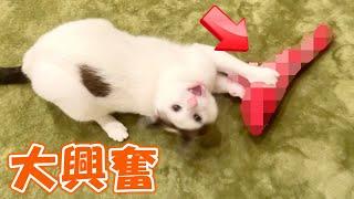 【噂のアレ】猫飼ってる家の大半が持ってるらしいオモチャを猫達にプレゼントしてみた【海老のけりぐるみ】