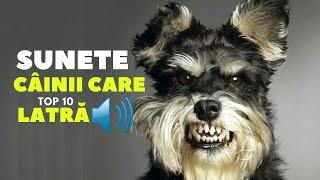 Top 10 sunete de câinii care LATRĂ.Top 10 sunete de câinii.Top 10 rase de câini.Efecte sonore.