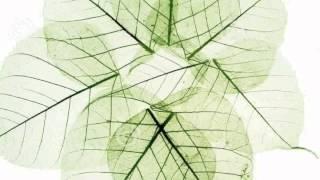 Transparent Leaf -  Pictures - Oliver Bernard