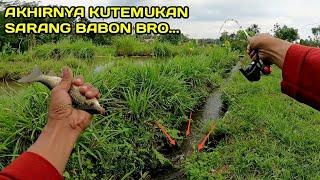 MANTAP..! Mancing di Selokan Menemukan Sarang ikan Nilem Babon #LM47