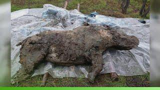 Тушу шерстистого носорога уникальной сохранности нашли в Абыйском районе